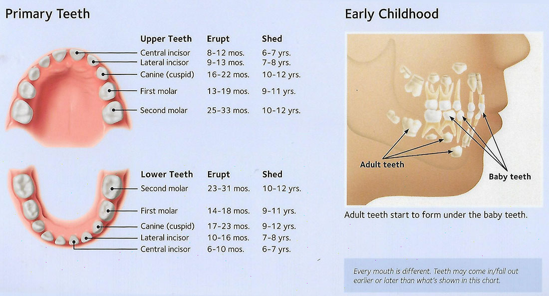 Primary Teeth